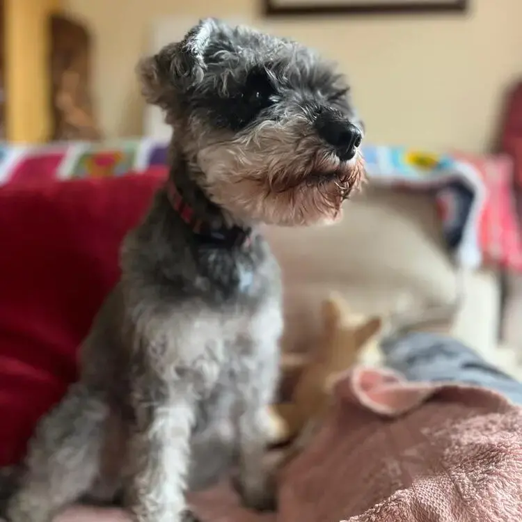 Schnauzer (Miniature)