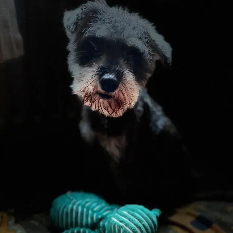 Schnauzer (Miniature)