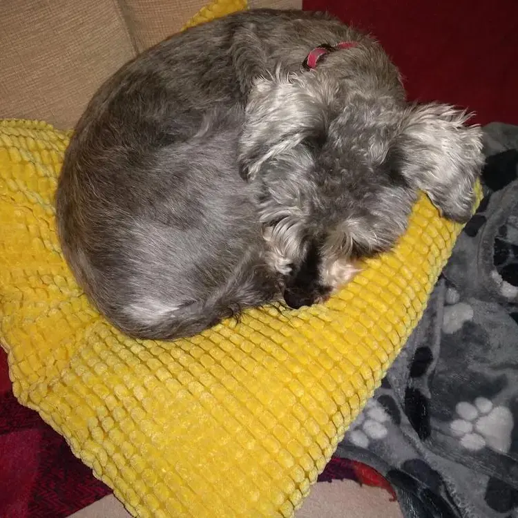 Schnauzer (Miniature)