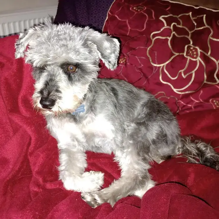 Schnauzer (Miniature)