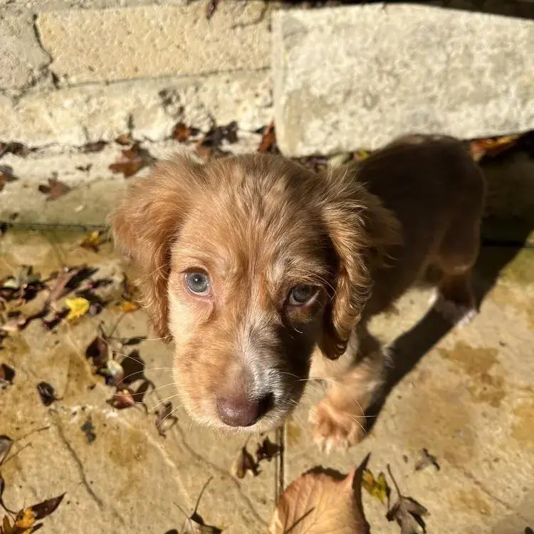 Cocker Spaniel (English)