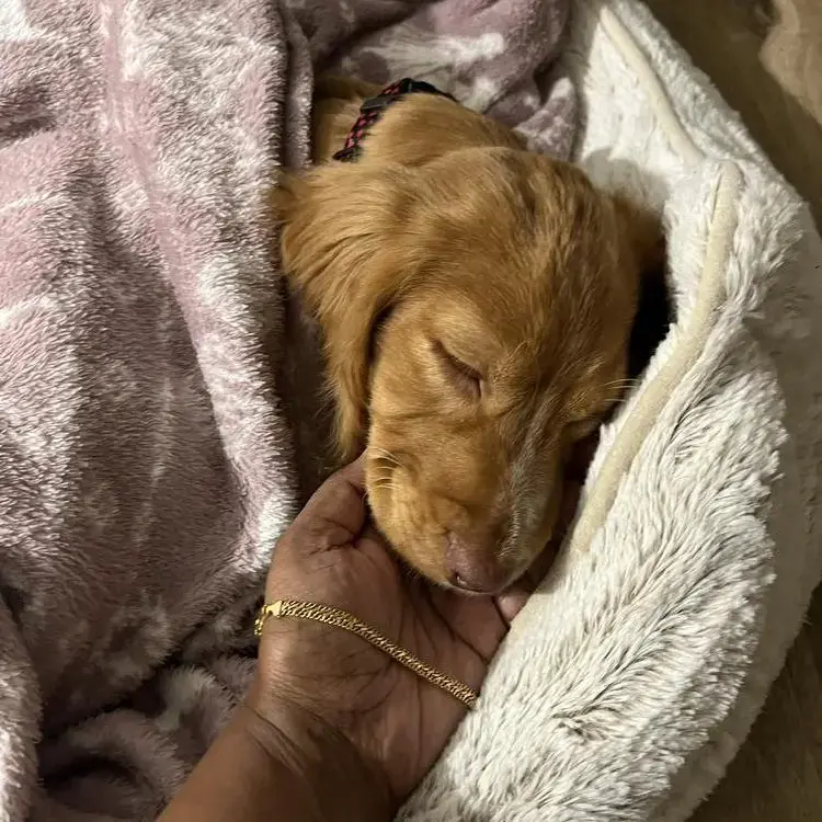 Cocker Spaniel (English)