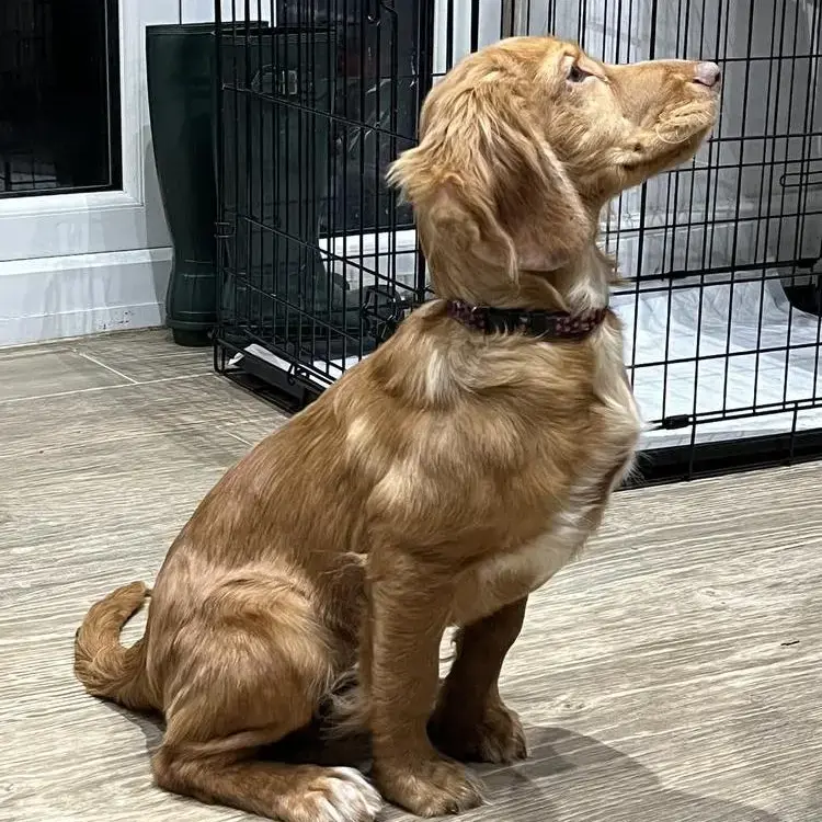 Cocker Spaniel (English)