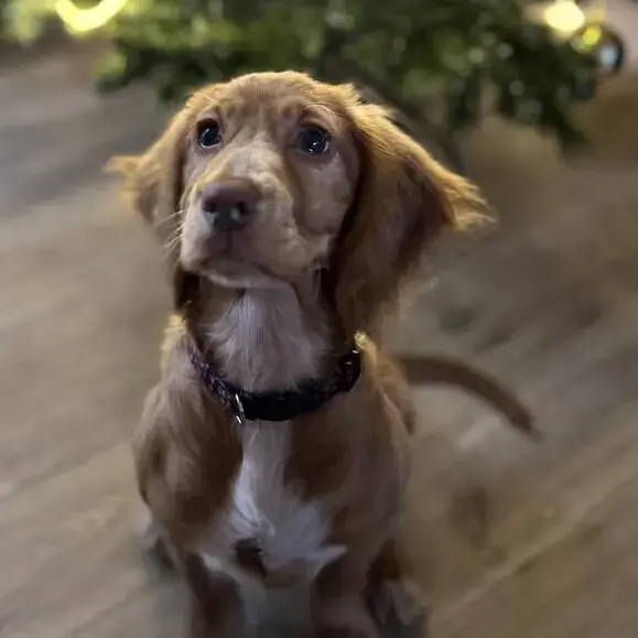Cocker Spaniel (English)