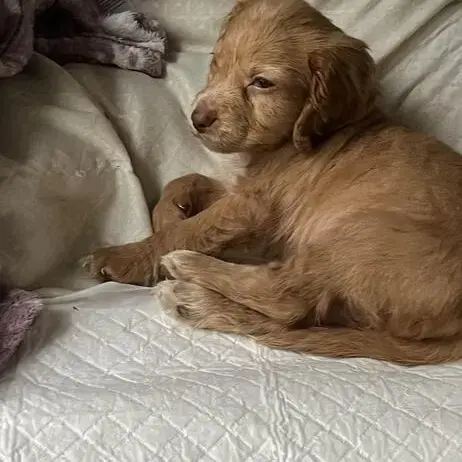 Cocker Spaniel (English)