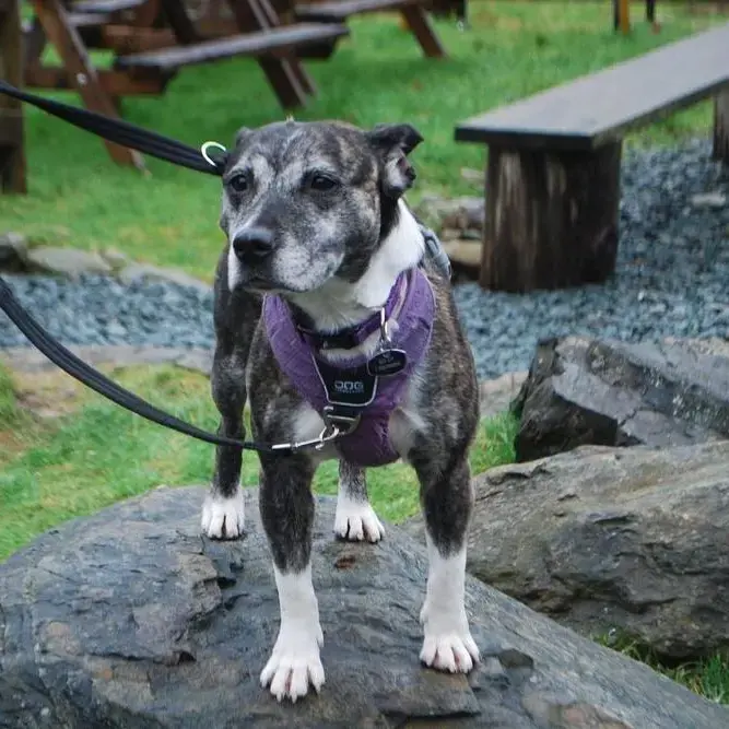 Staffordshire Bull Terrier