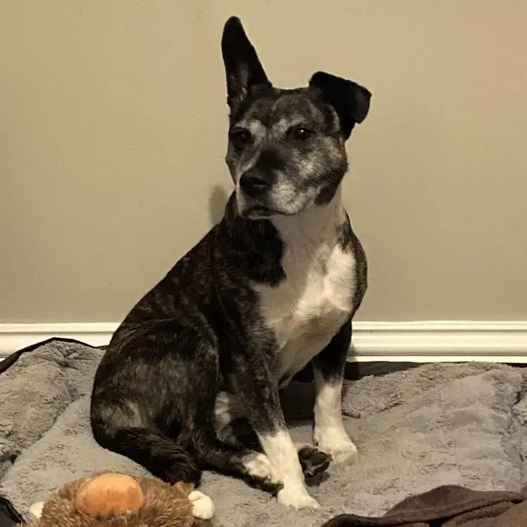 Staffordshire Bull Terrier