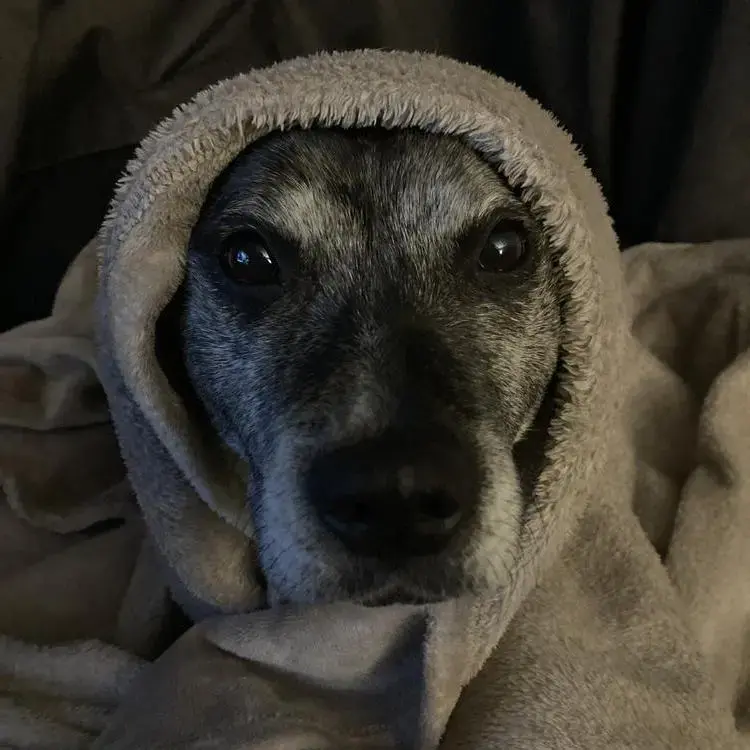 Staffordshire Bull Terrier