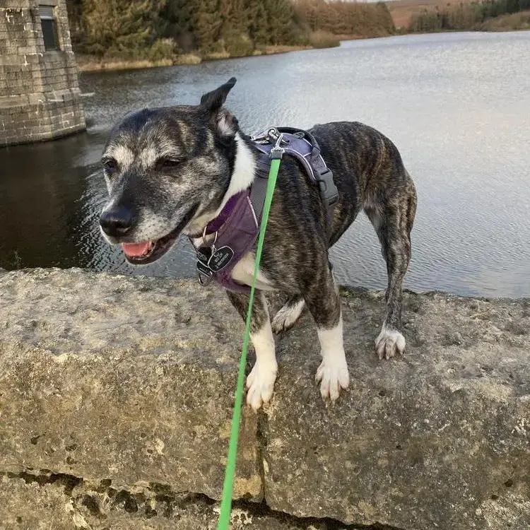 Staffordshire Bull Terrier