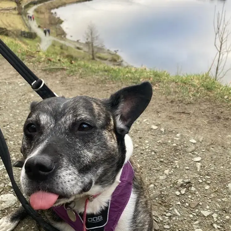 Staffordshire Bull Terrier