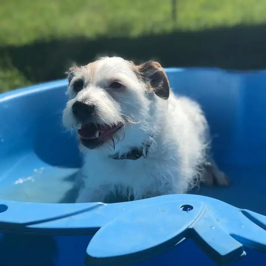 Parson Russell Terrier