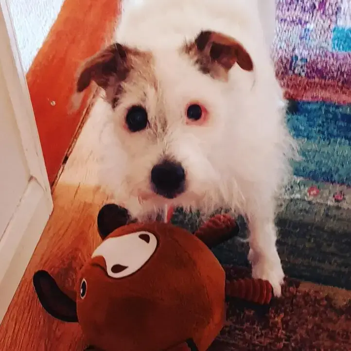 Parson Russell Terrier