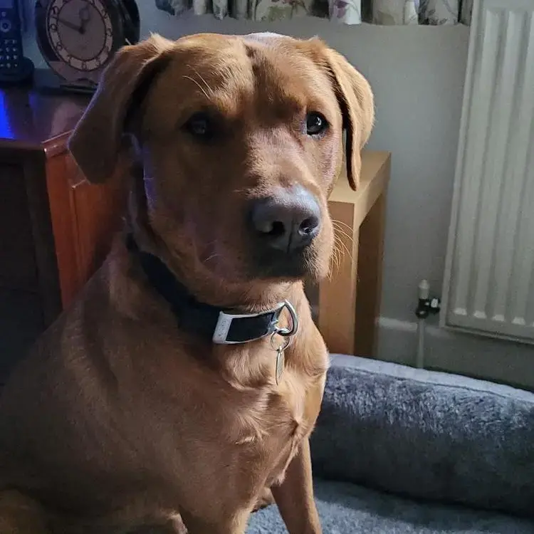 Labrador Retriever