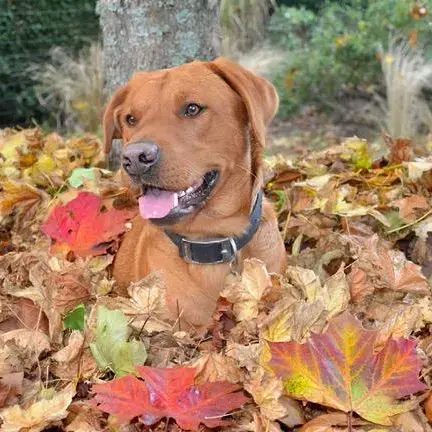 Labrador Retriever
