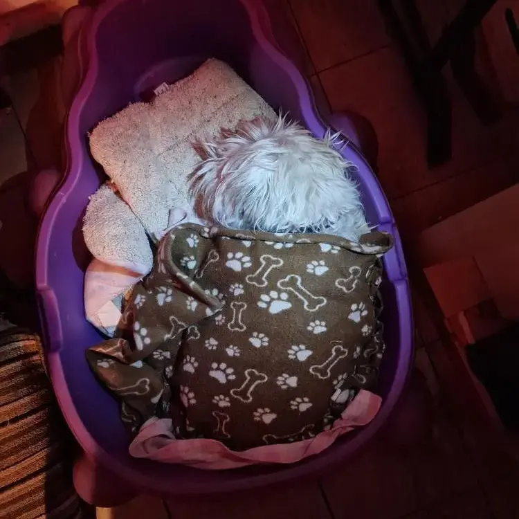 West Highland White Terrier