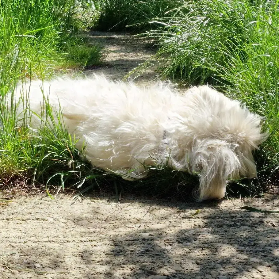 West Highland White Terrier