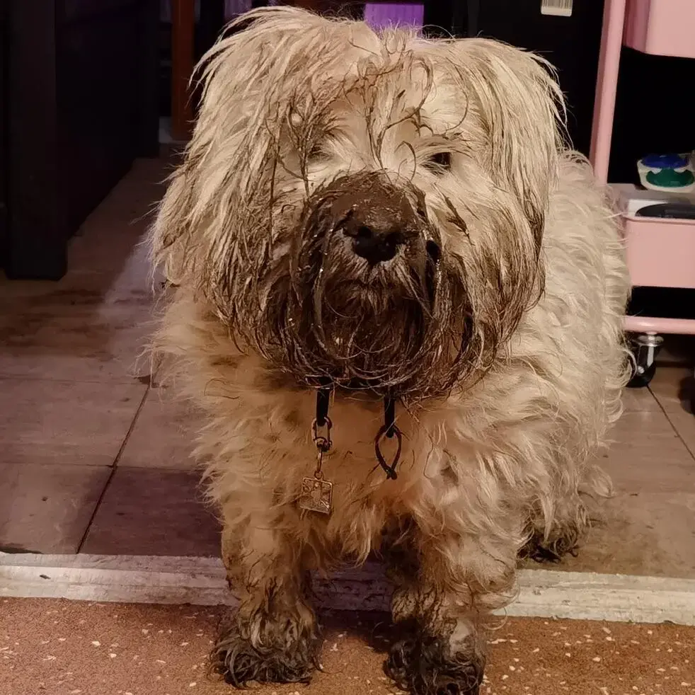 West Highland White Terrier