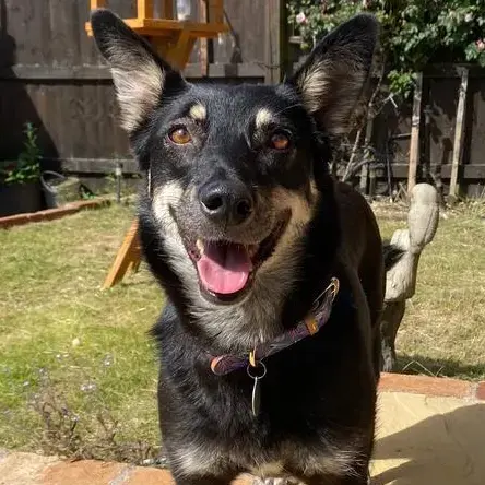 Kelpie