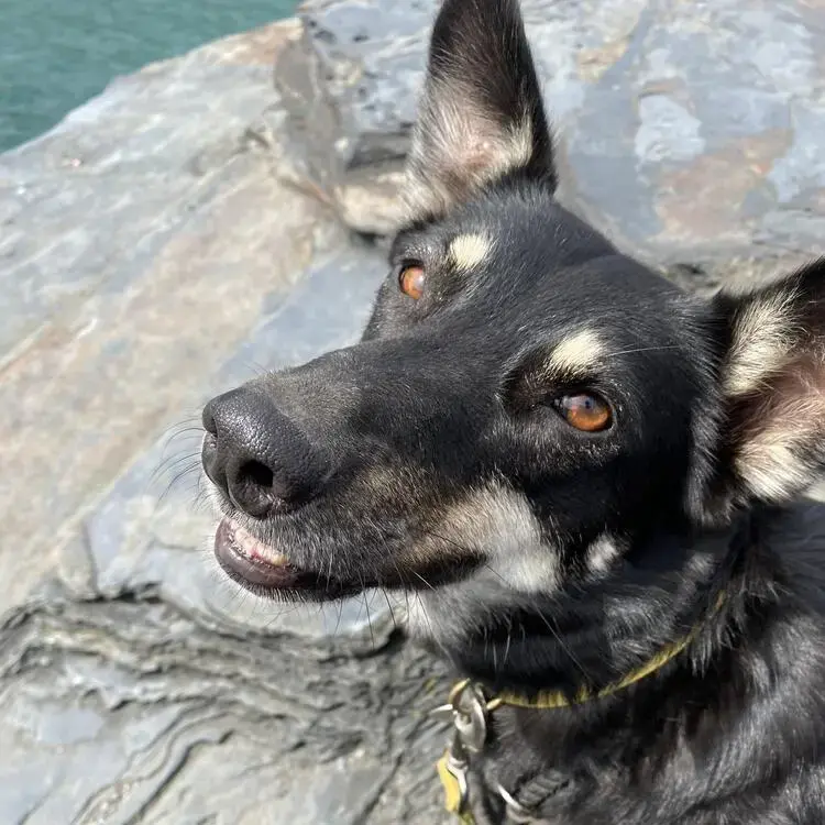 Kelpie