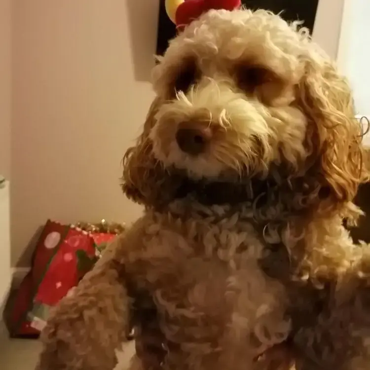 Cockapoo