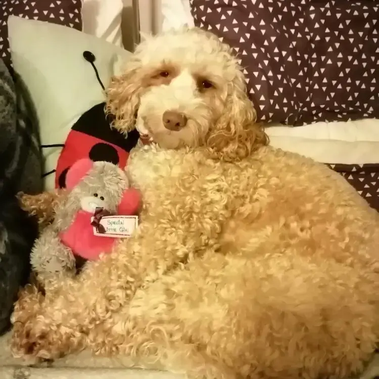 Cockapoo