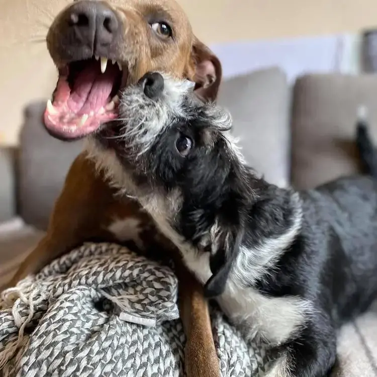 Staffordshire Bull Terrier