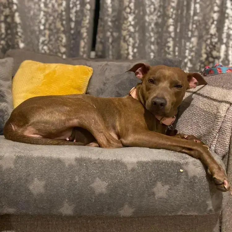 Staffordshire Bull Terrier