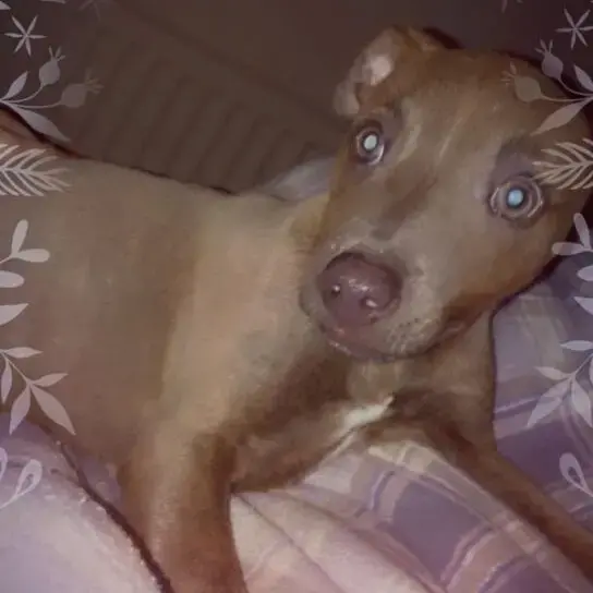 Staffordshire Bull Terrier