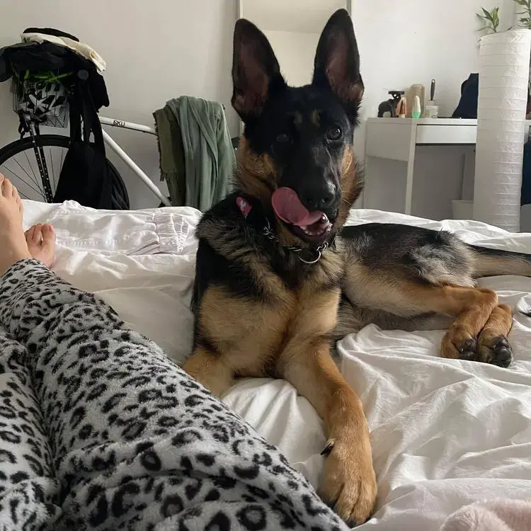 German Shepherd Dog