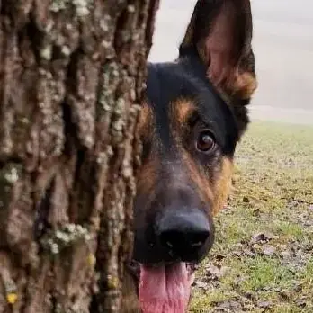German Shepherd Dog