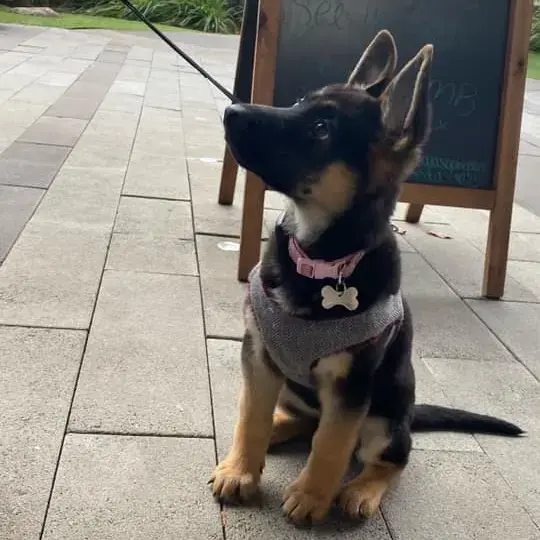German Shepherd Dog
