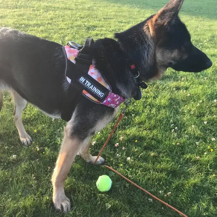 German Shepherd Dog