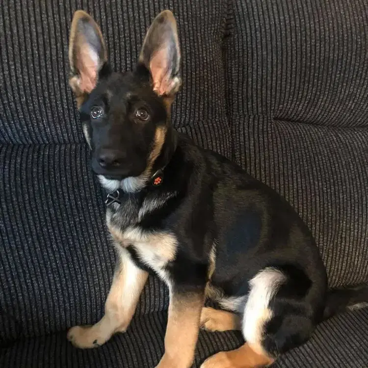 German Shepherd Dog
