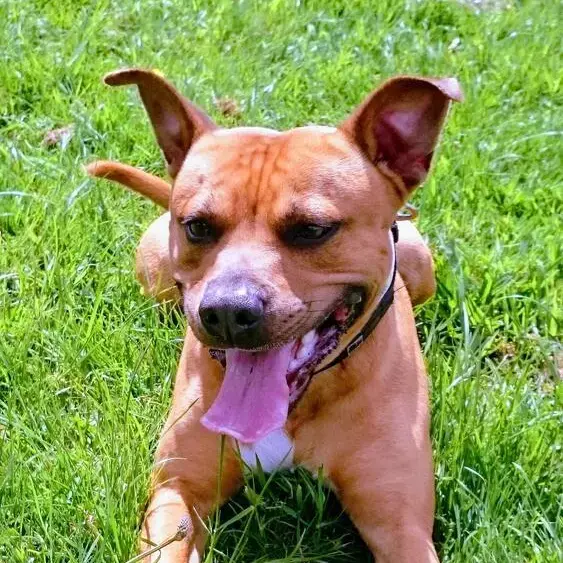 Staffordshire Bull Terrier