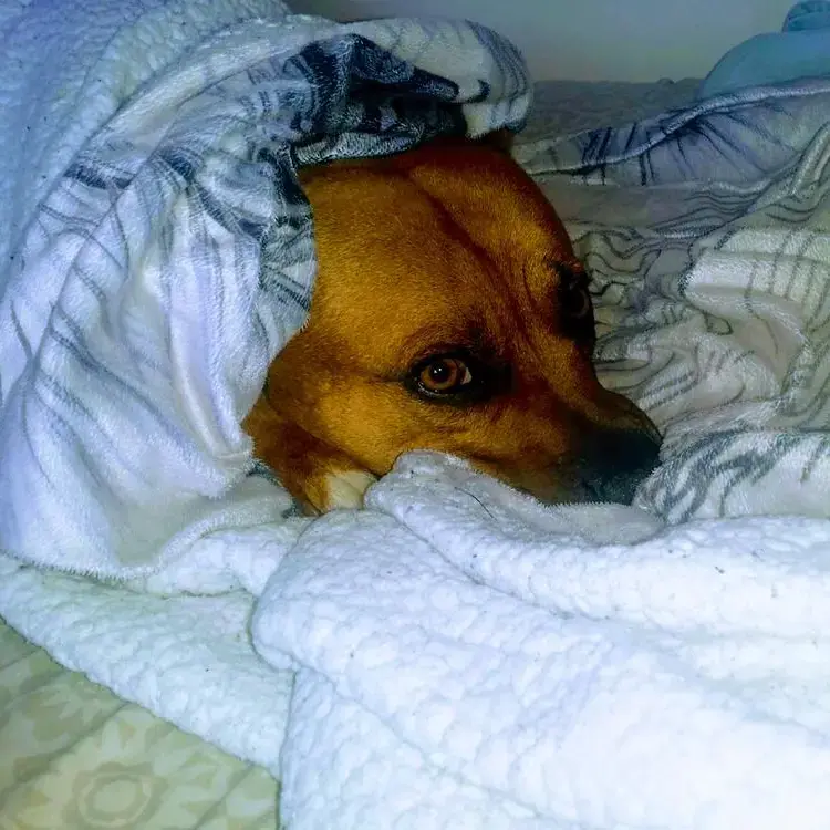 Staffordshire Bull Terrier