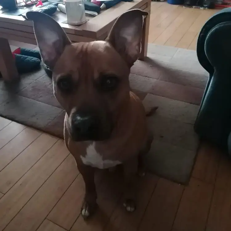 Staffordshire Bull Terrier