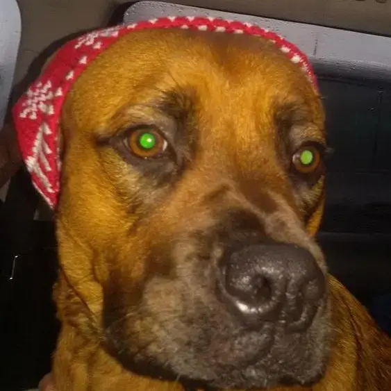 Staffordshire Bull Terrier