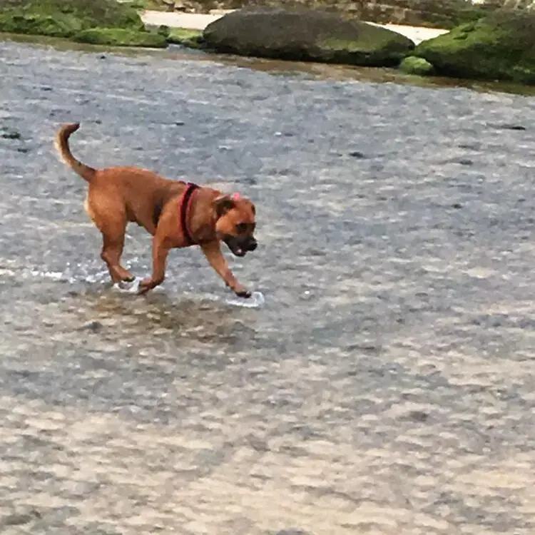 Staffordshire Bull Terrier