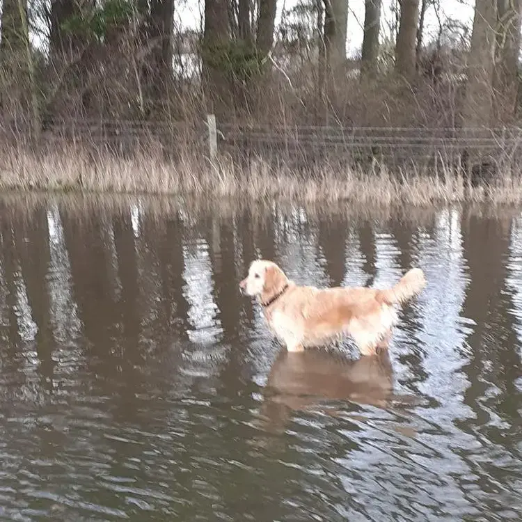 Golden Retriever