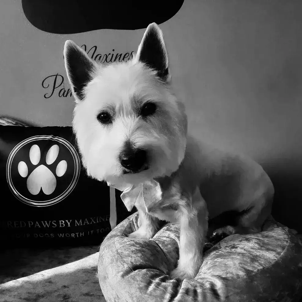 West Highland White Terrier