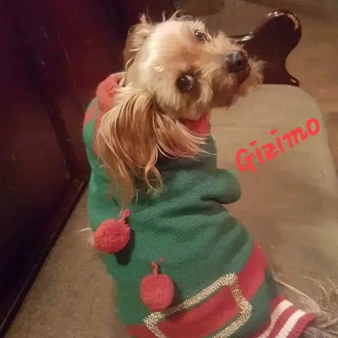 Yorkshire Terrier