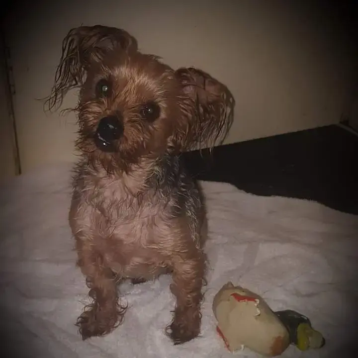Yorkshire Terrier