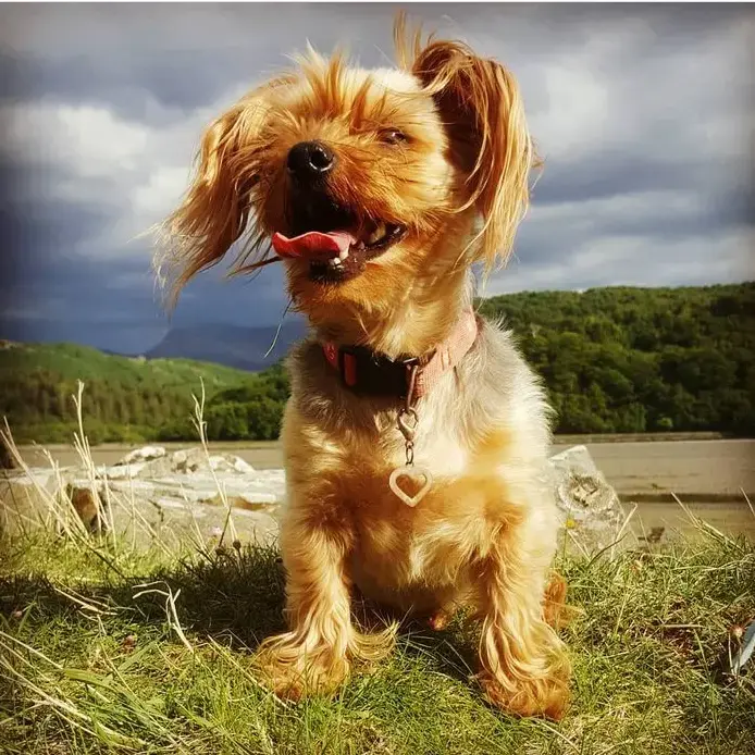 Yorkshire Terrier