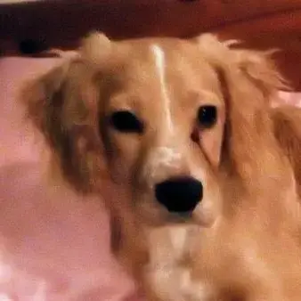 Cocker Spaniel (English)