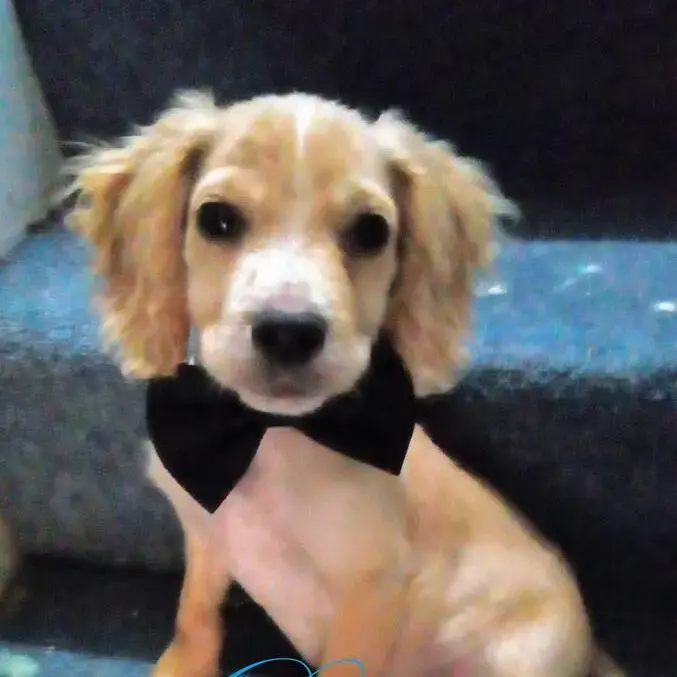 Cocker Spaniel (English)