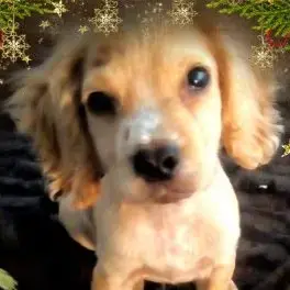 Cocker Spaniel (English)