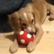 Cocker Spaniel (English)