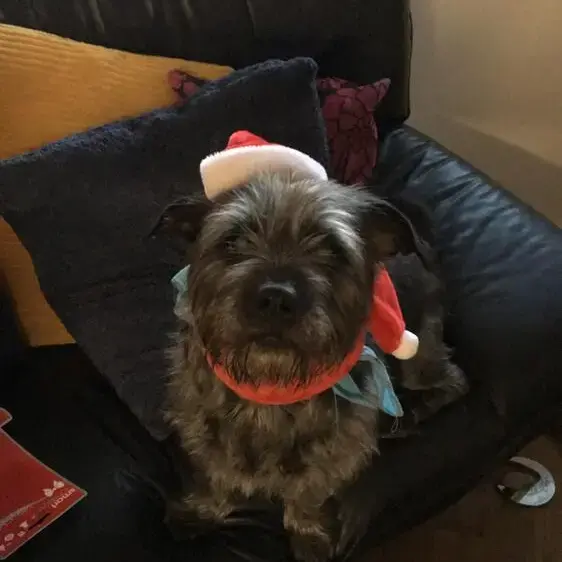 Staffordshire Bull Terrier