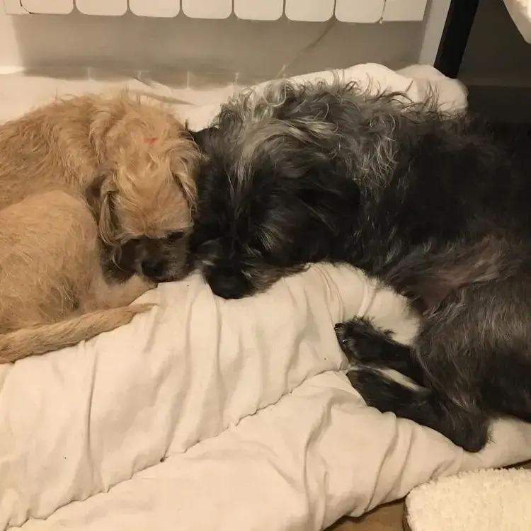 Staffordshire Bull Terrier