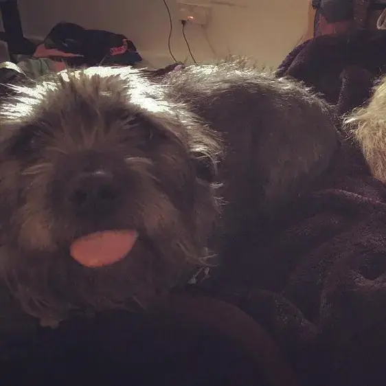 Staffordshire Bull Terrier